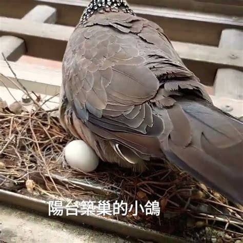 小鳥在窗戶築巢|窗台塞爆「4顆鳥巢」！她驚：升官加薪了…網狂讚風水太好 